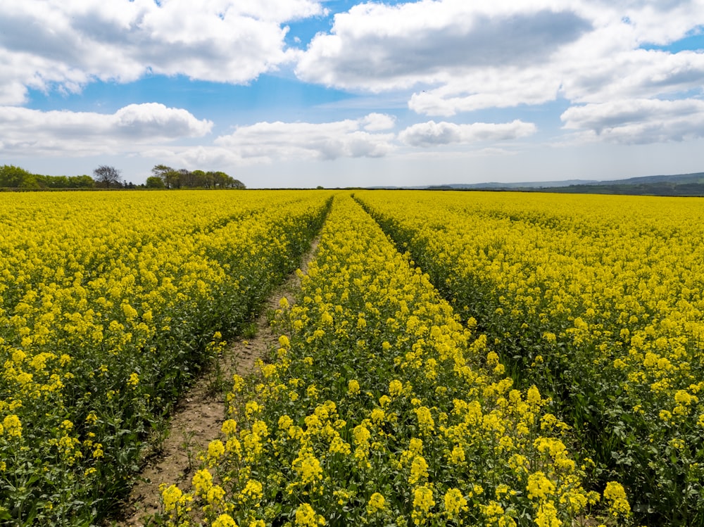 yellow flower field under cloudy sky