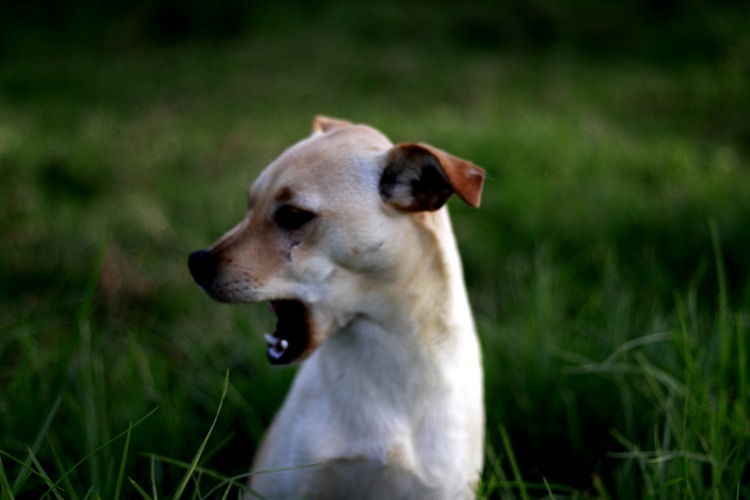 Dog displaying whale eye stress signal