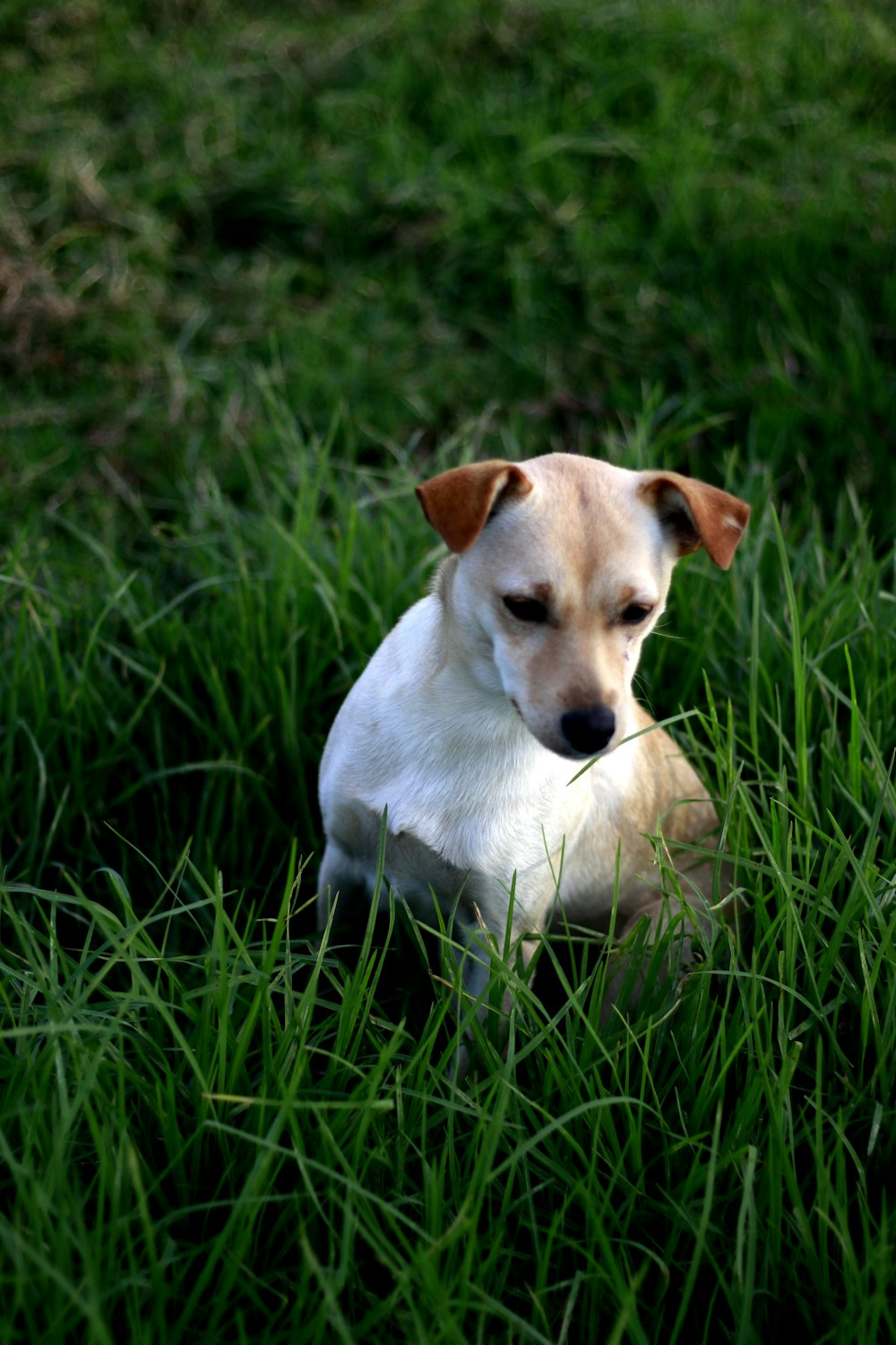 short-coated white and tan dog on green grass