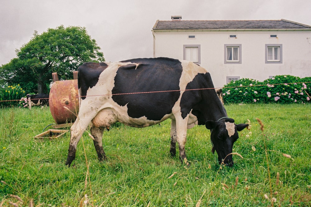 cattle eating grass in front of house