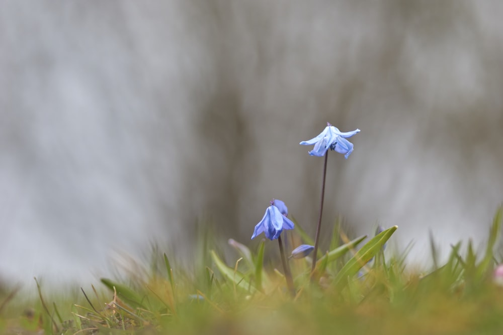 fiori dai petali blu sulla fotografia con messa a fuoco selettiva