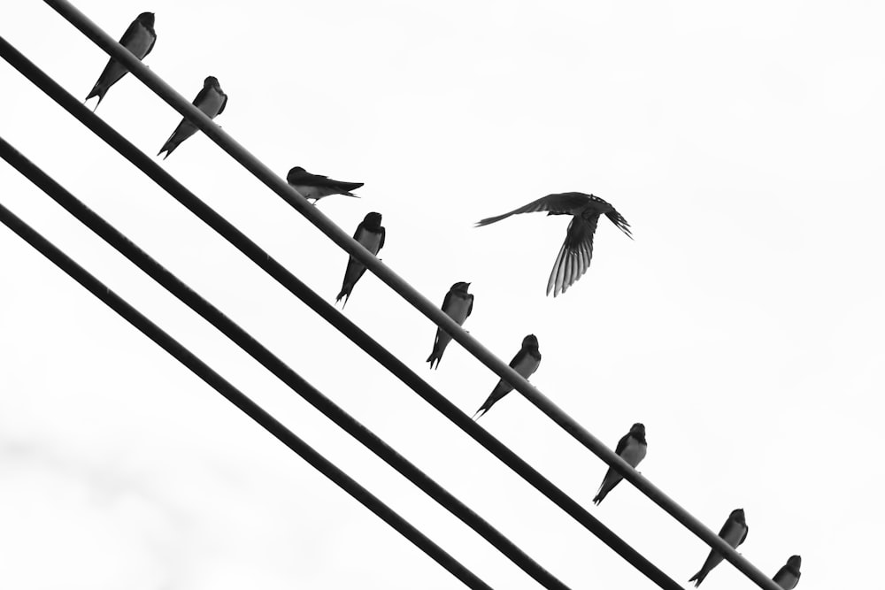 oiseaux sur fil de câble