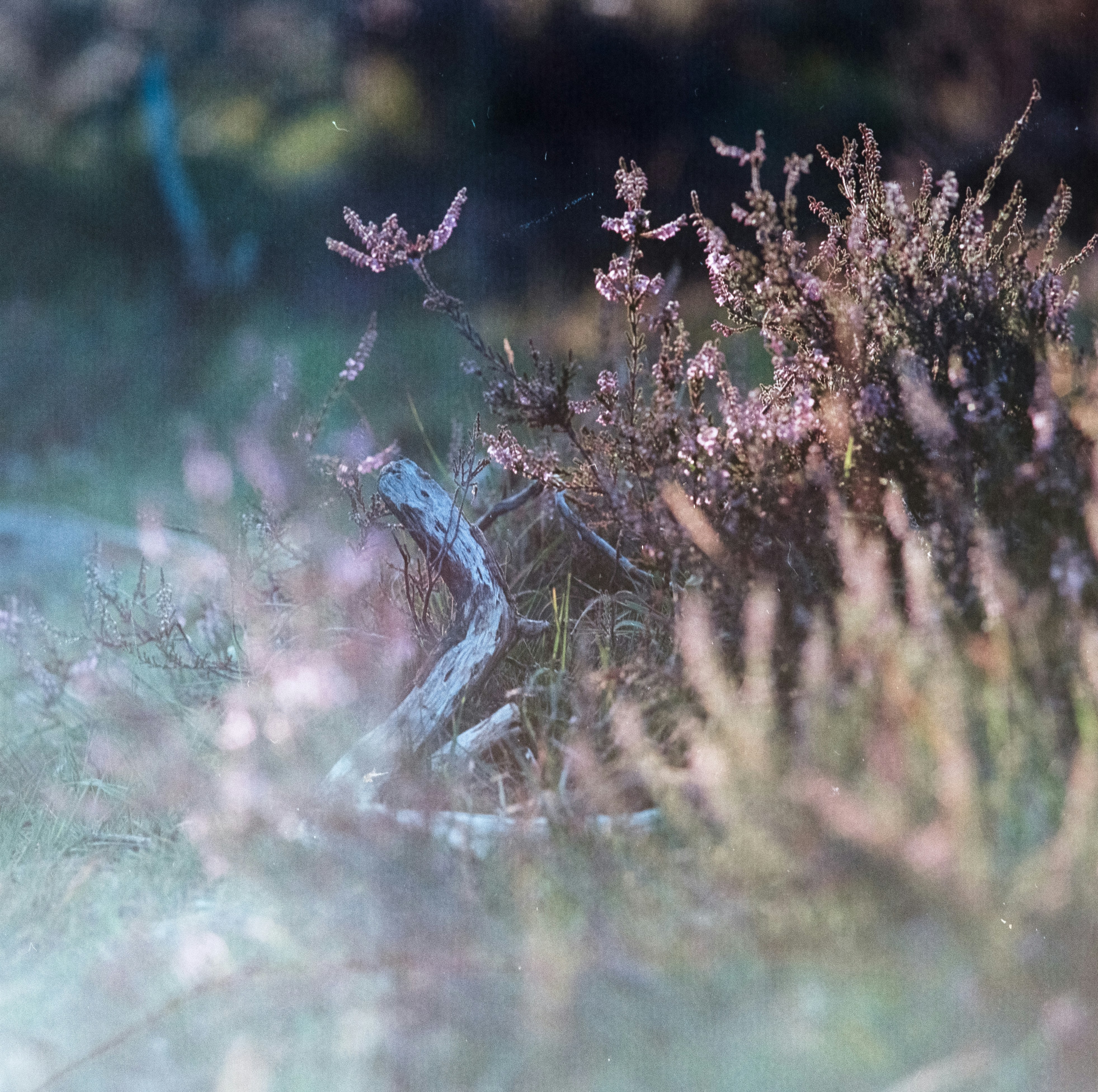 Photo by anniespratt