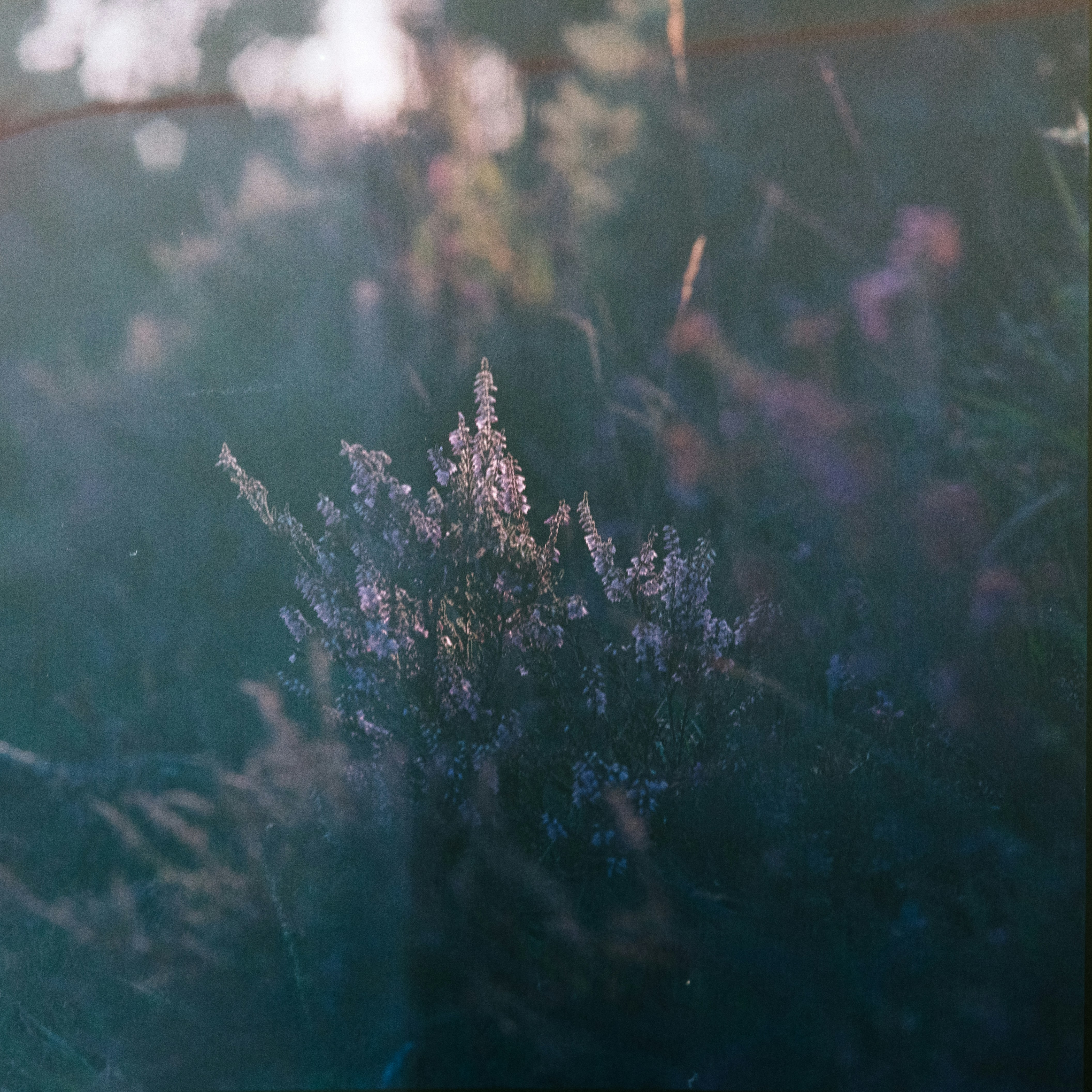 Photo by anniespratt