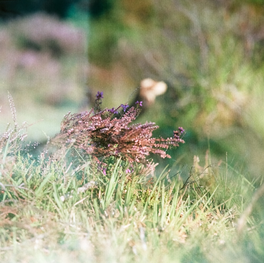 a blurry photo of a plant in a field