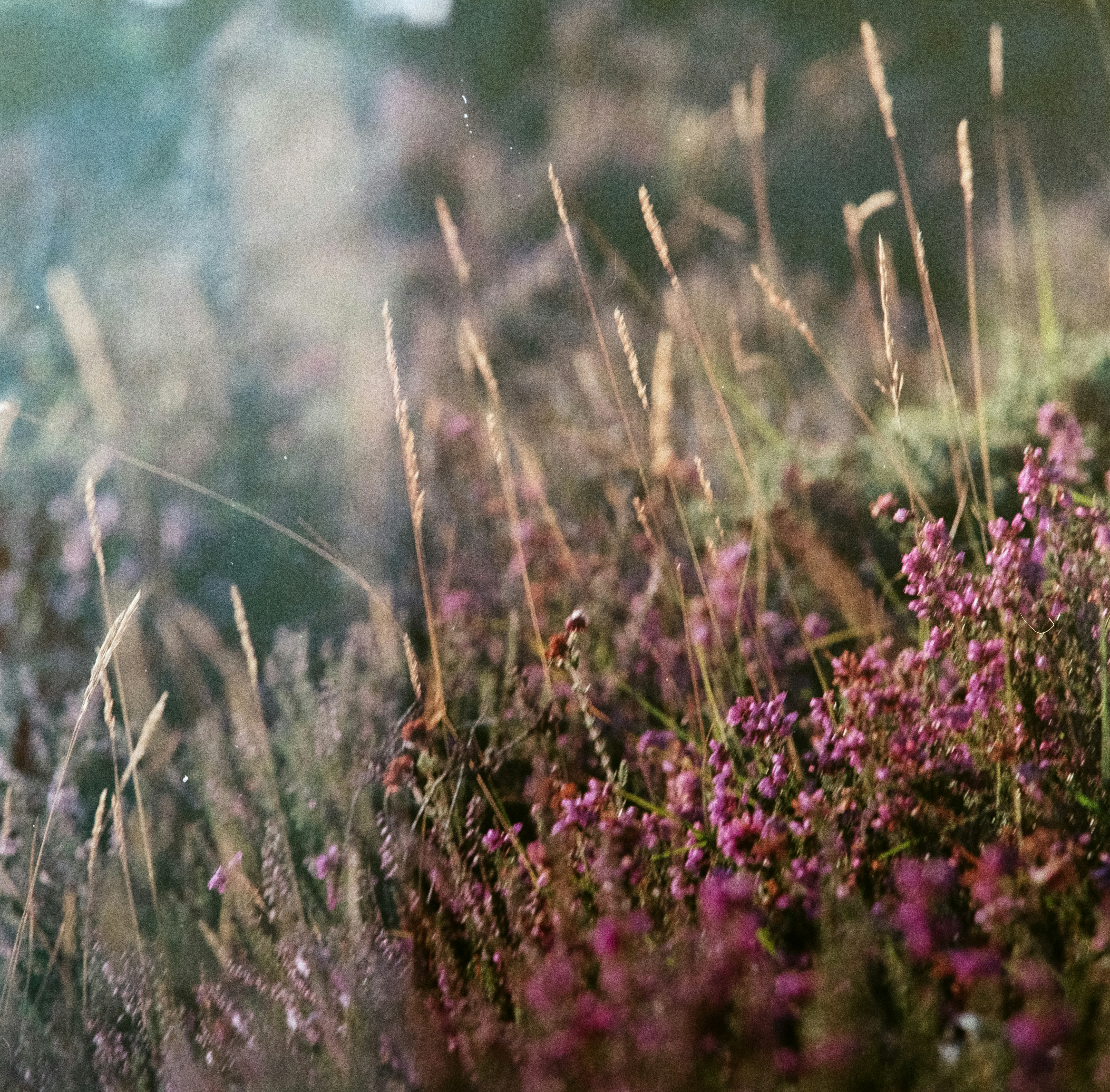 Photo by anniespratt