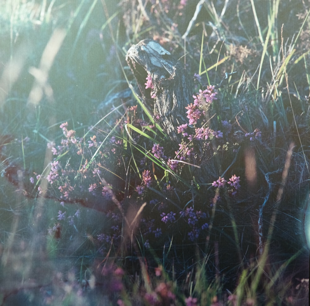 purple flower plant lot close-up photography