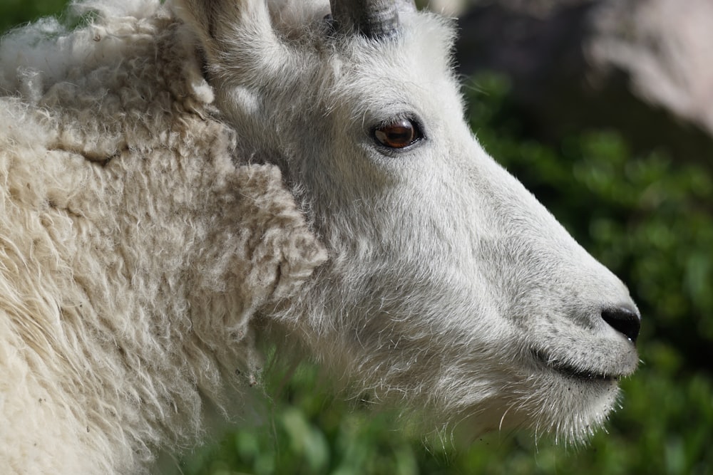 closeup photo of white animal