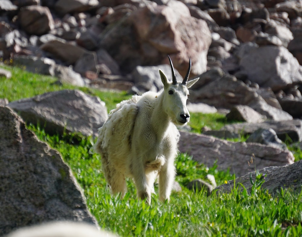 white goat