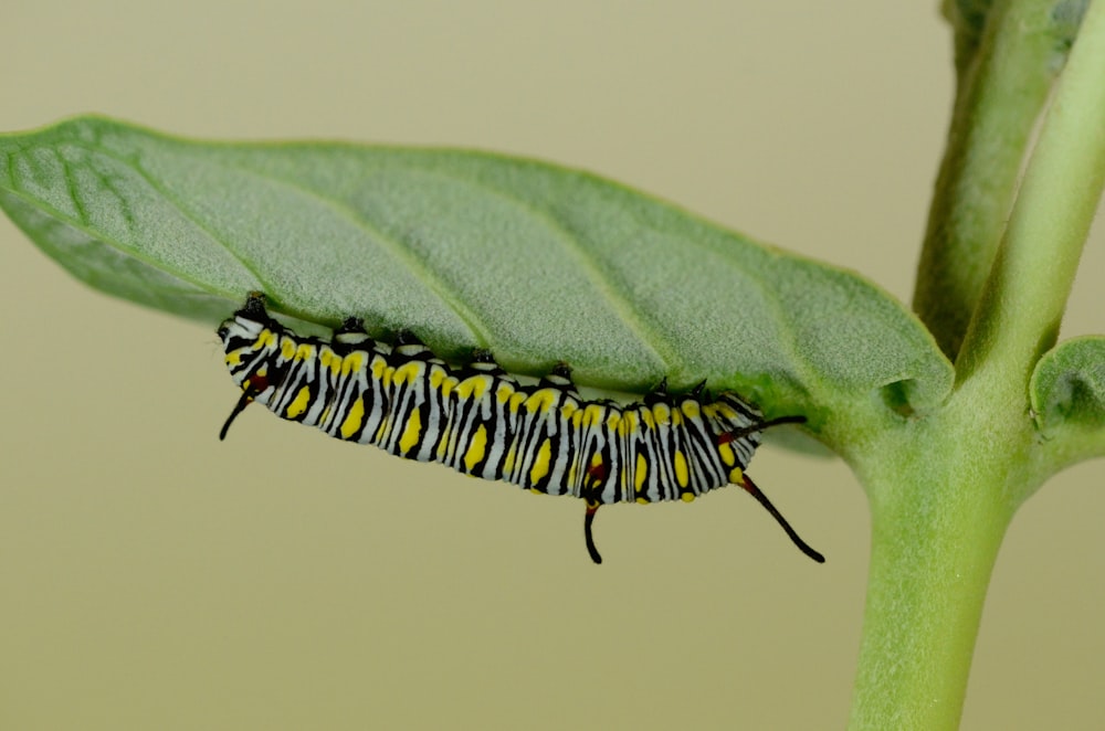 green and black striped caterpillar on leaf