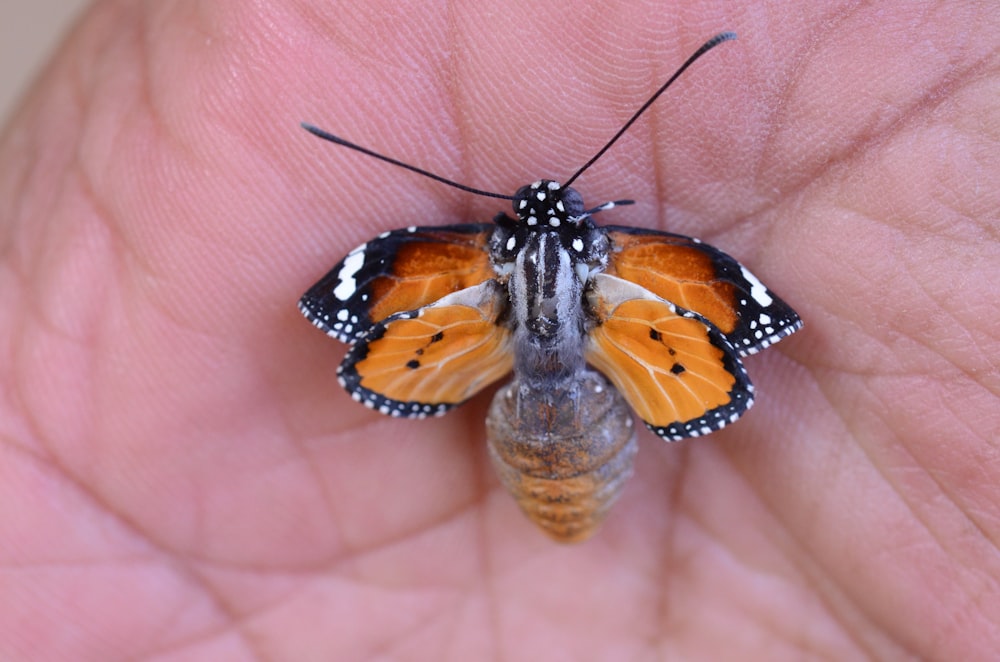 butterfly on human skin