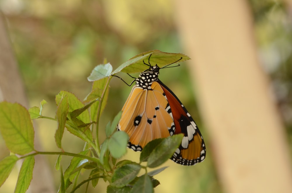 papillon brun sur la plante