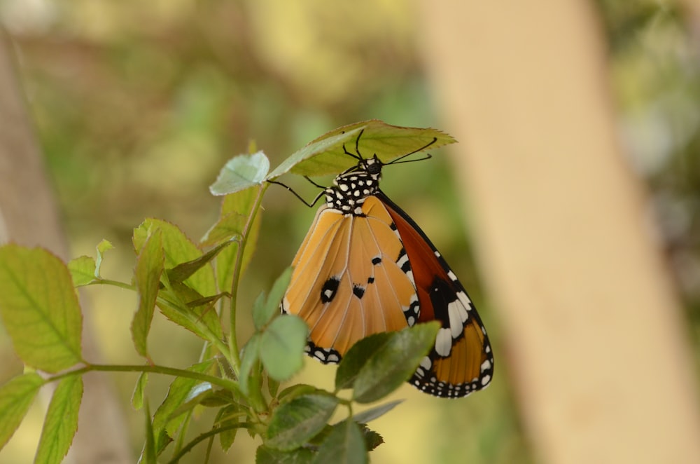 brown butterfly on plant