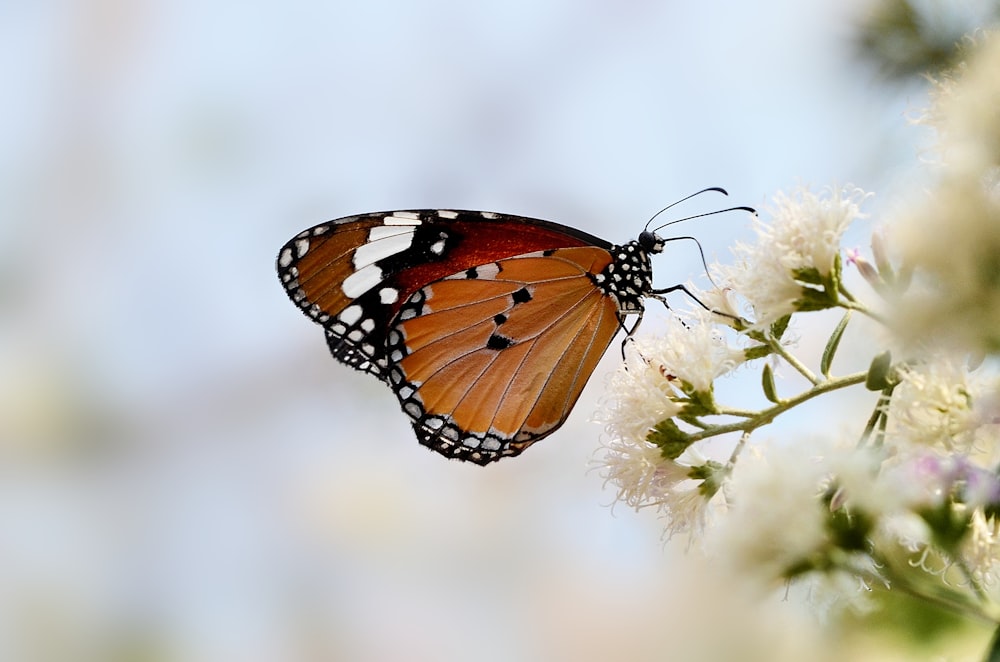brown and white butterfly on flower