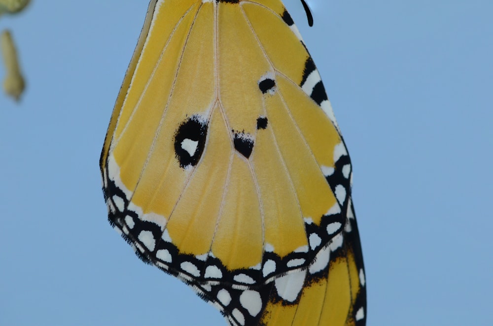 Photographie en gros plan d’ailes de papillon marron et noir