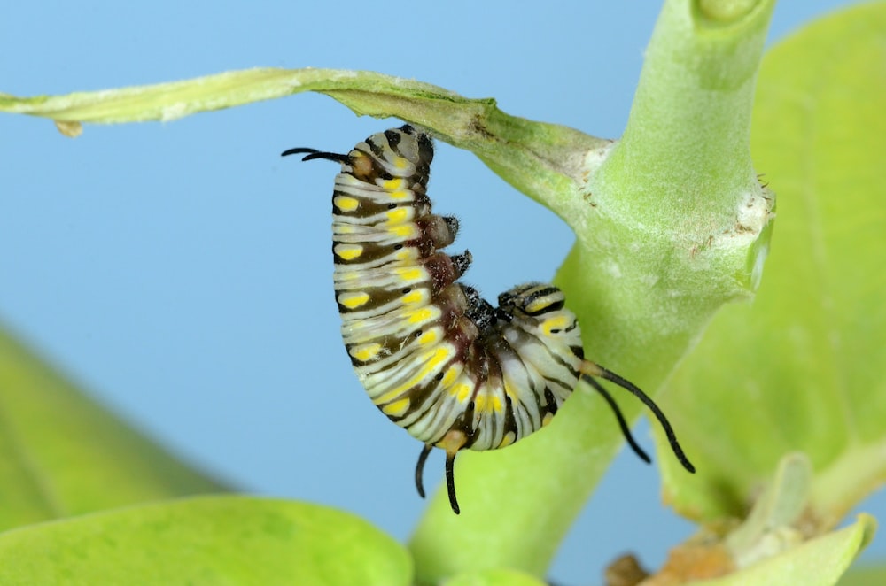 yellow, brown, and gray caterpillar on green plant stem
