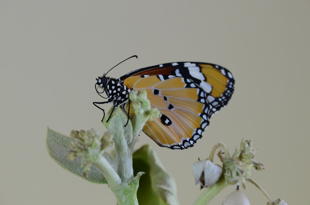 yellow, white, and brown butterfly on flower