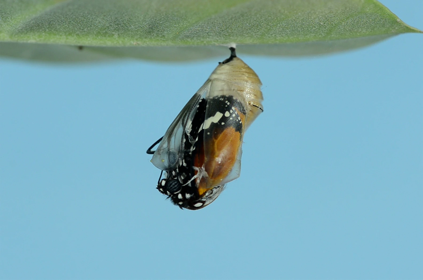 An orange and black butterfly pushing head first out of a split, papery chrysalis that hangs under a leaf against a blue sky