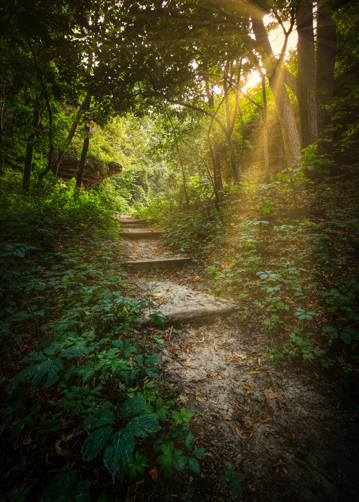 A sunlit walking path winding through a lush green forest