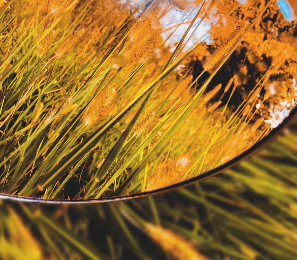 brown wheat field view