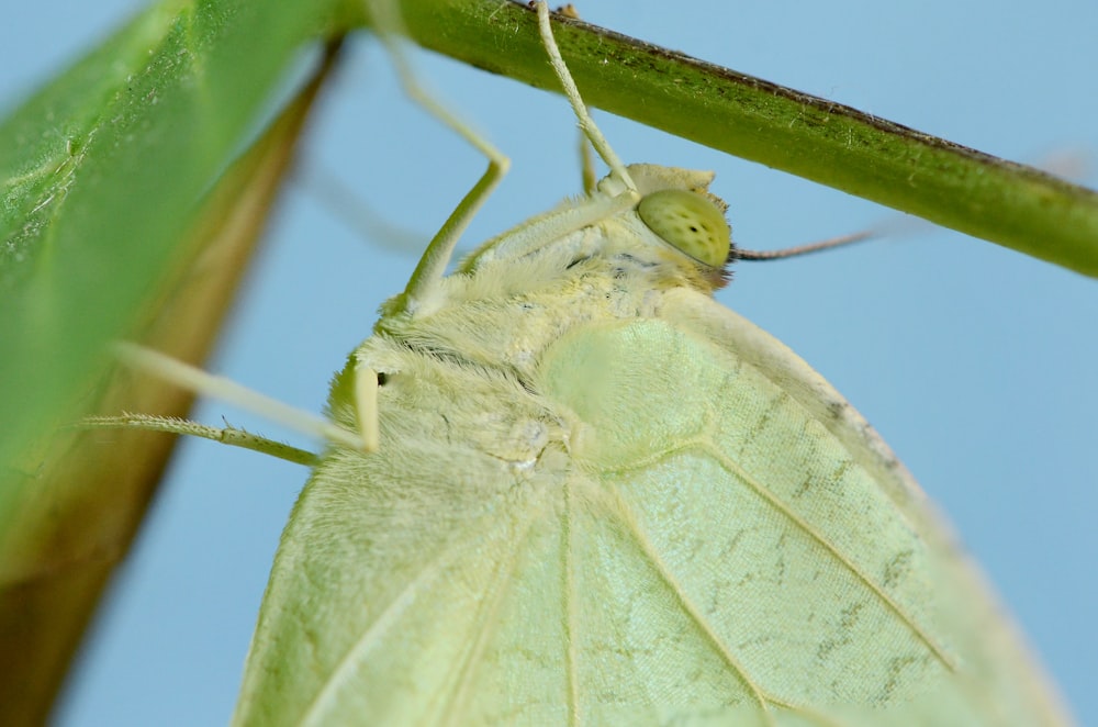 macro photography of green moth