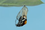 monarch butterfly