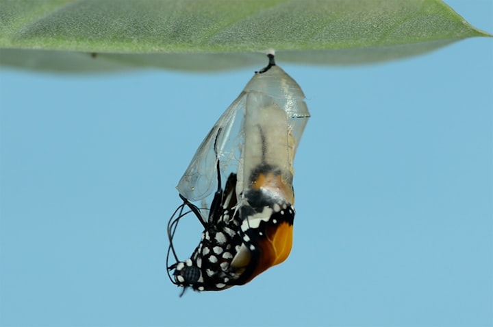 Becoming: My Pandemic Journey from a Caterpillar to Almost a Butterfly