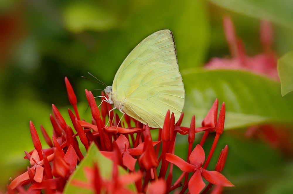 yellow butterfly