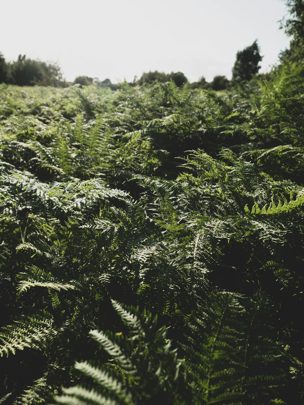 shallow focus photo of green plants