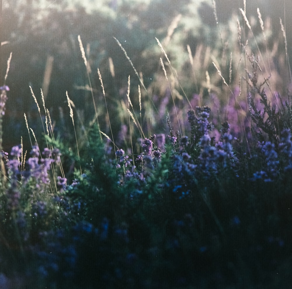 purple-petaled flowers