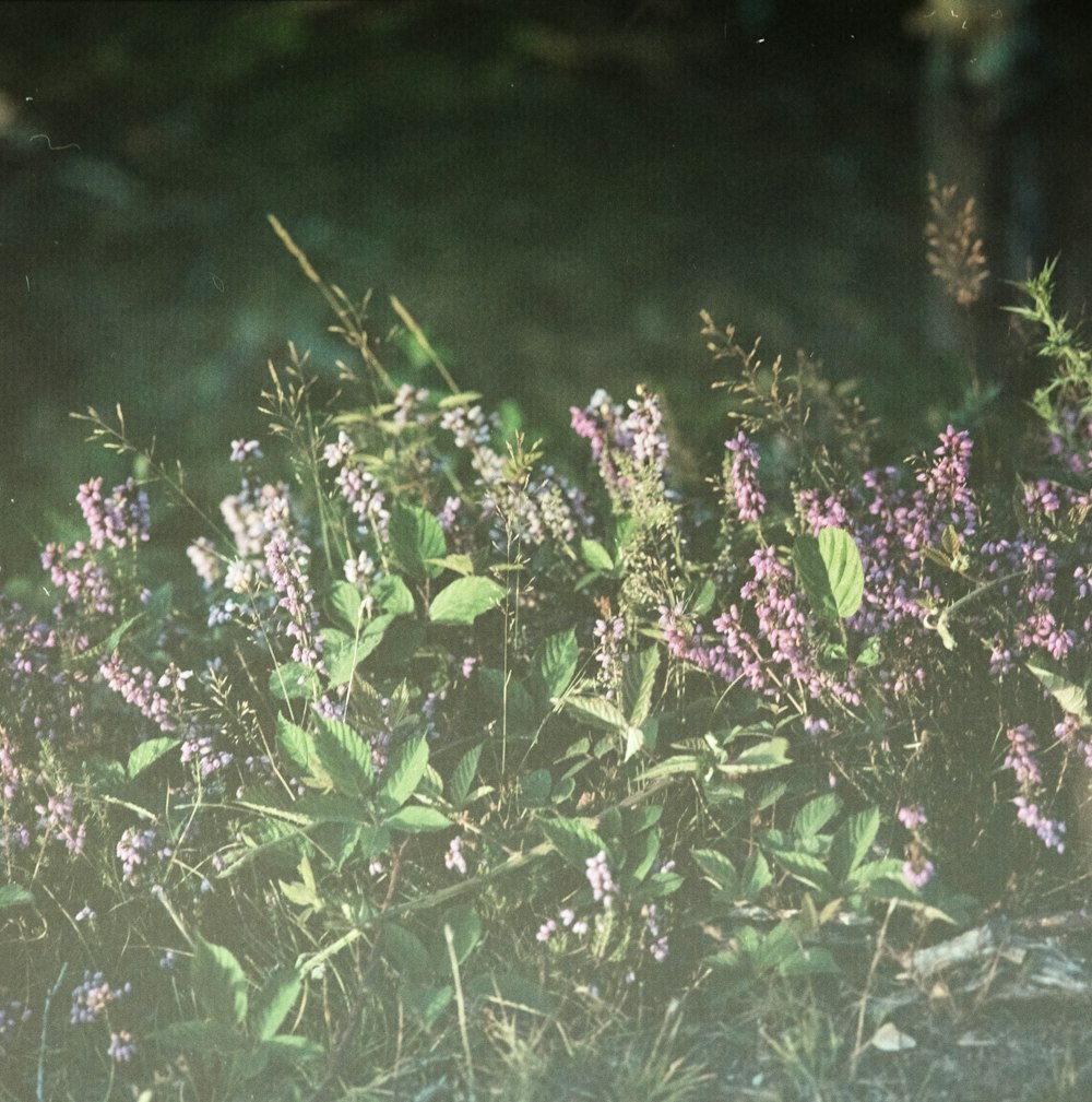 purple petaled flowers