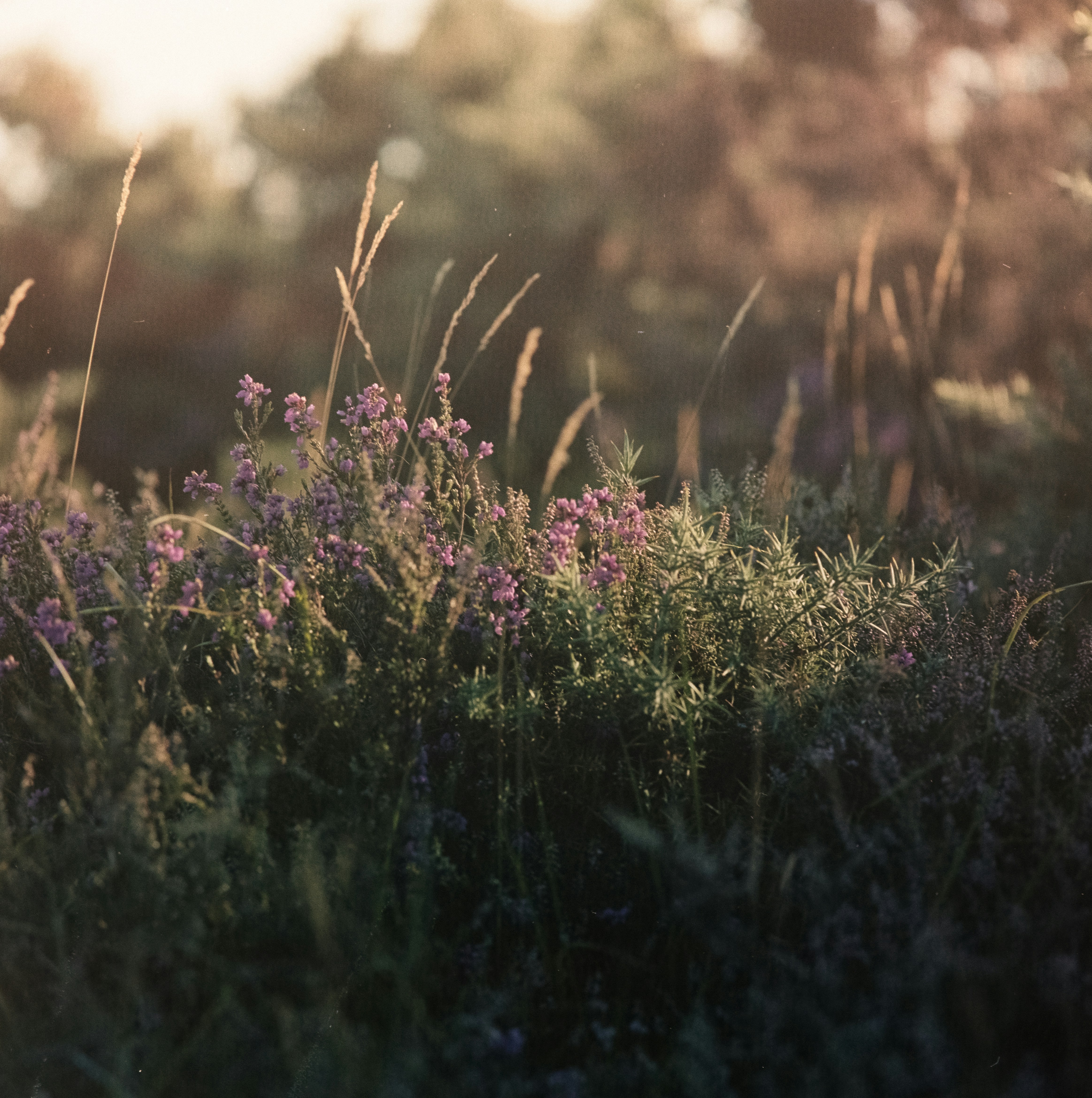 Photo by anniespratt