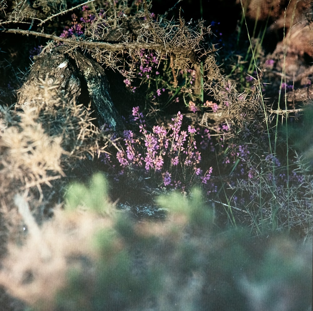 purple cluster flowers