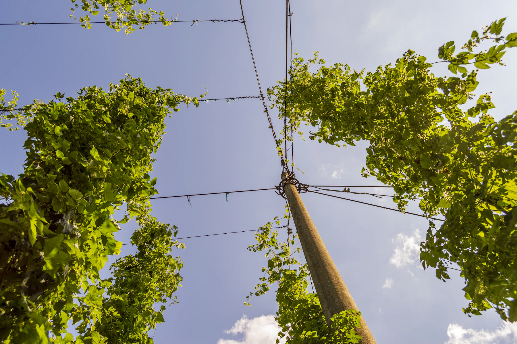 Looking straight up a wooden trellis pole at its wires and the leafy tops of hop bines against the sky