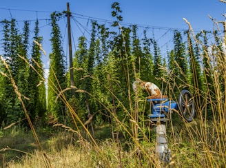 green trees during daytime