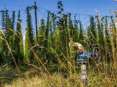 green trees during daytime