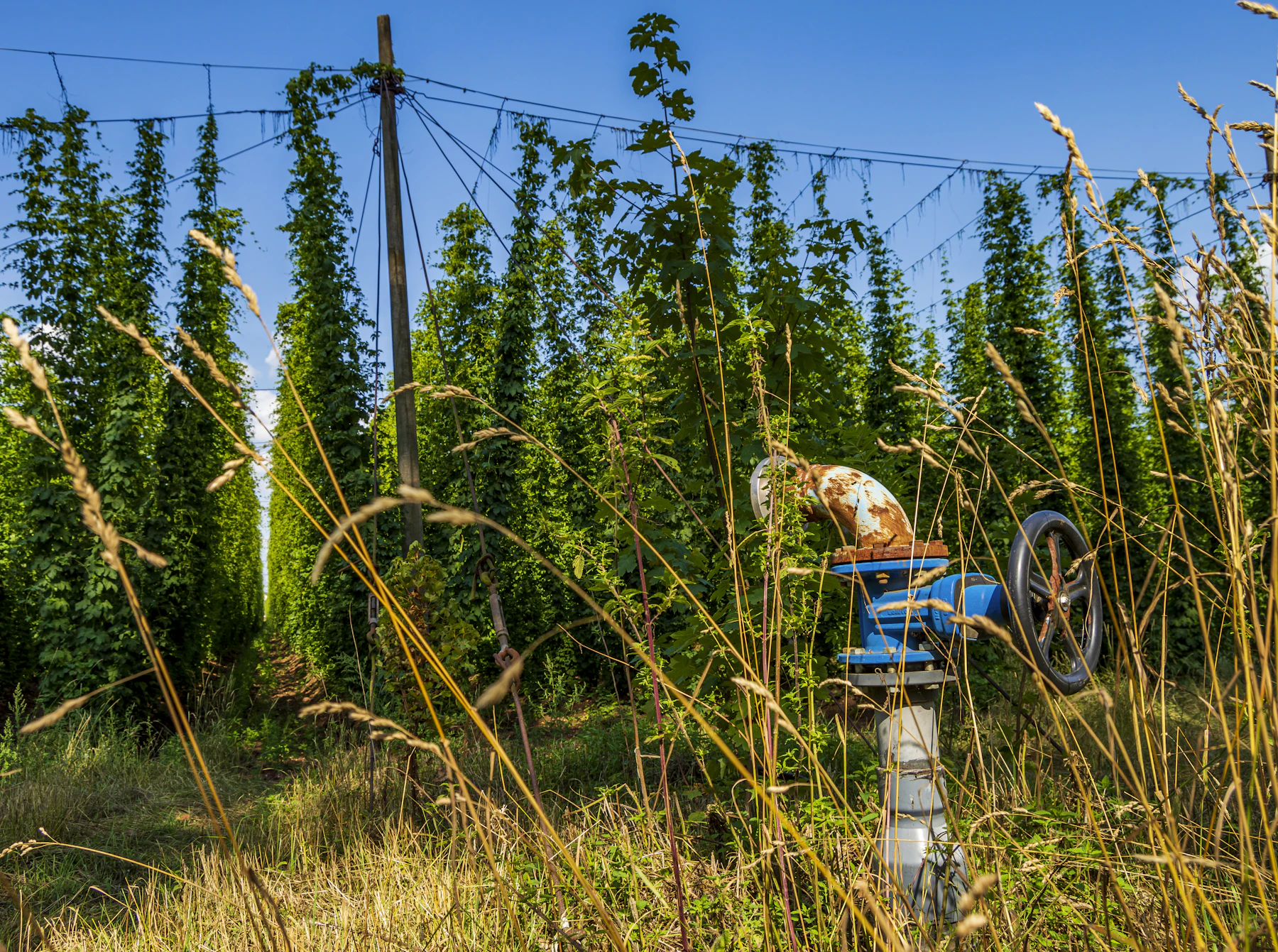 Tall hop bines climbing strings up to overhead wires on a wooden pole trellis under a blue sky