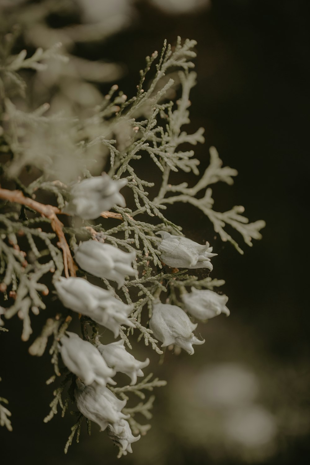 Grappe de fleurs blanches