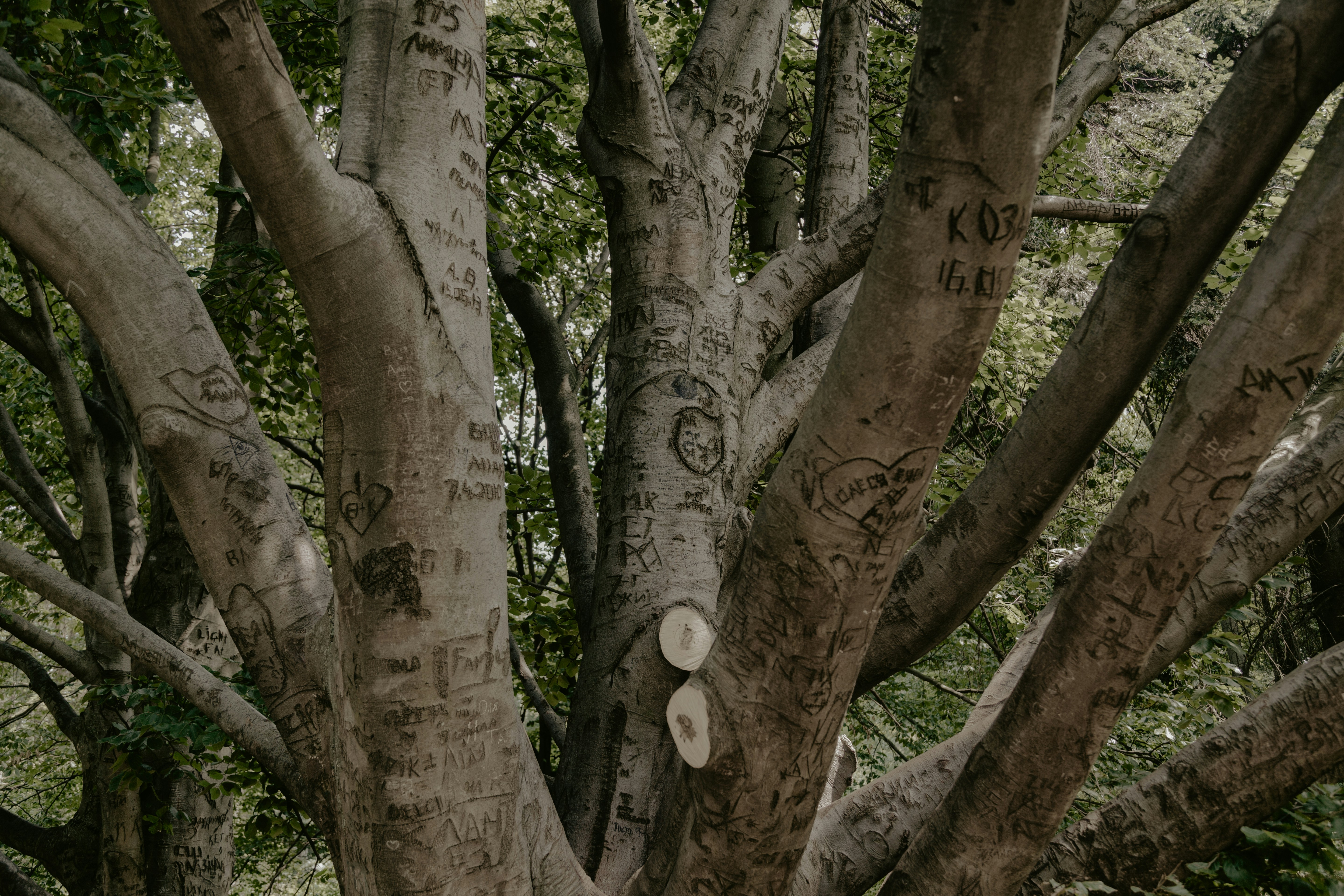 a group of trees with graffiti written on them