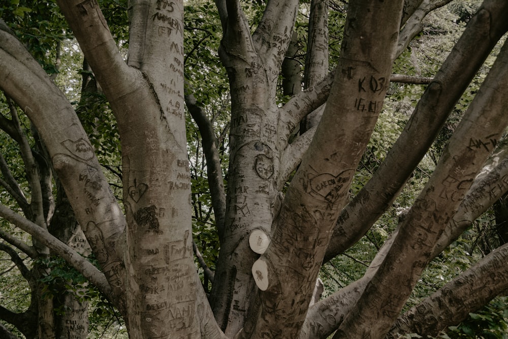 a group of trees with graffiti written on them