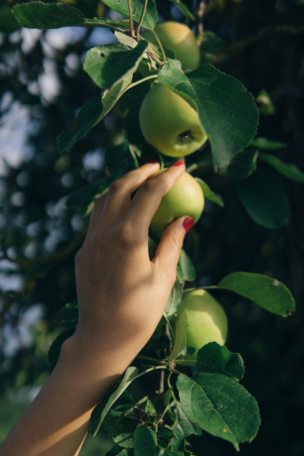 person holding green apple