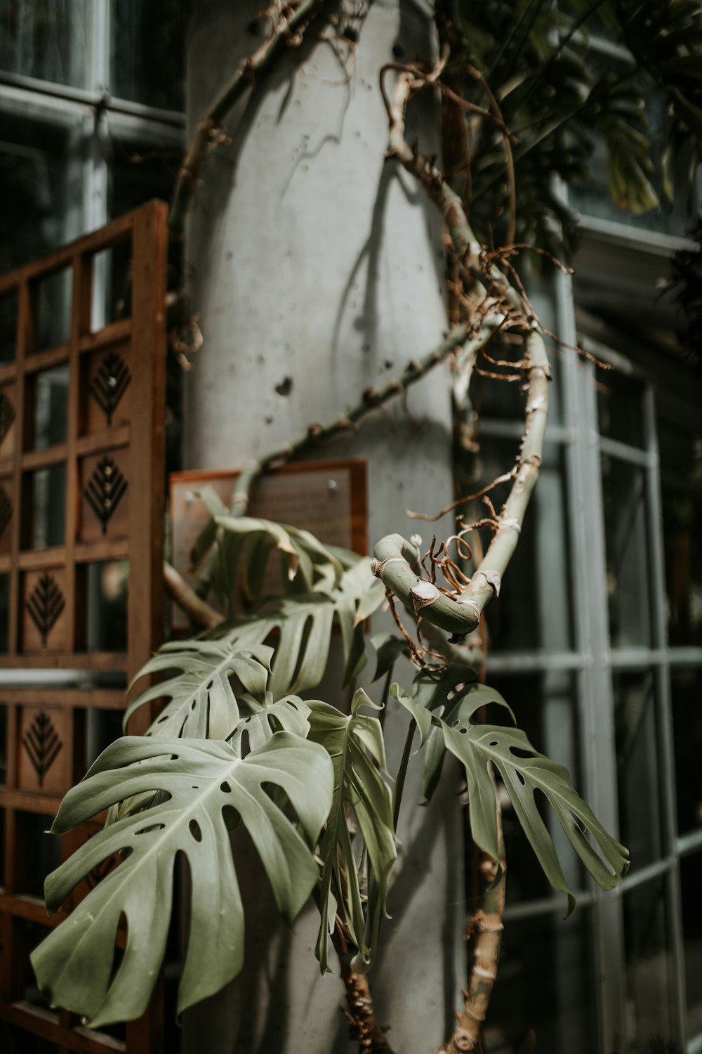 green plant on a grey pole