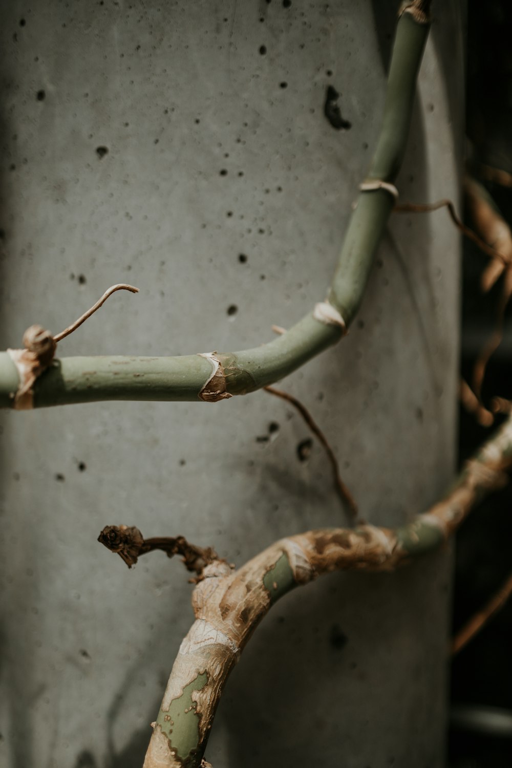 a close up of a tree branch with no leaves