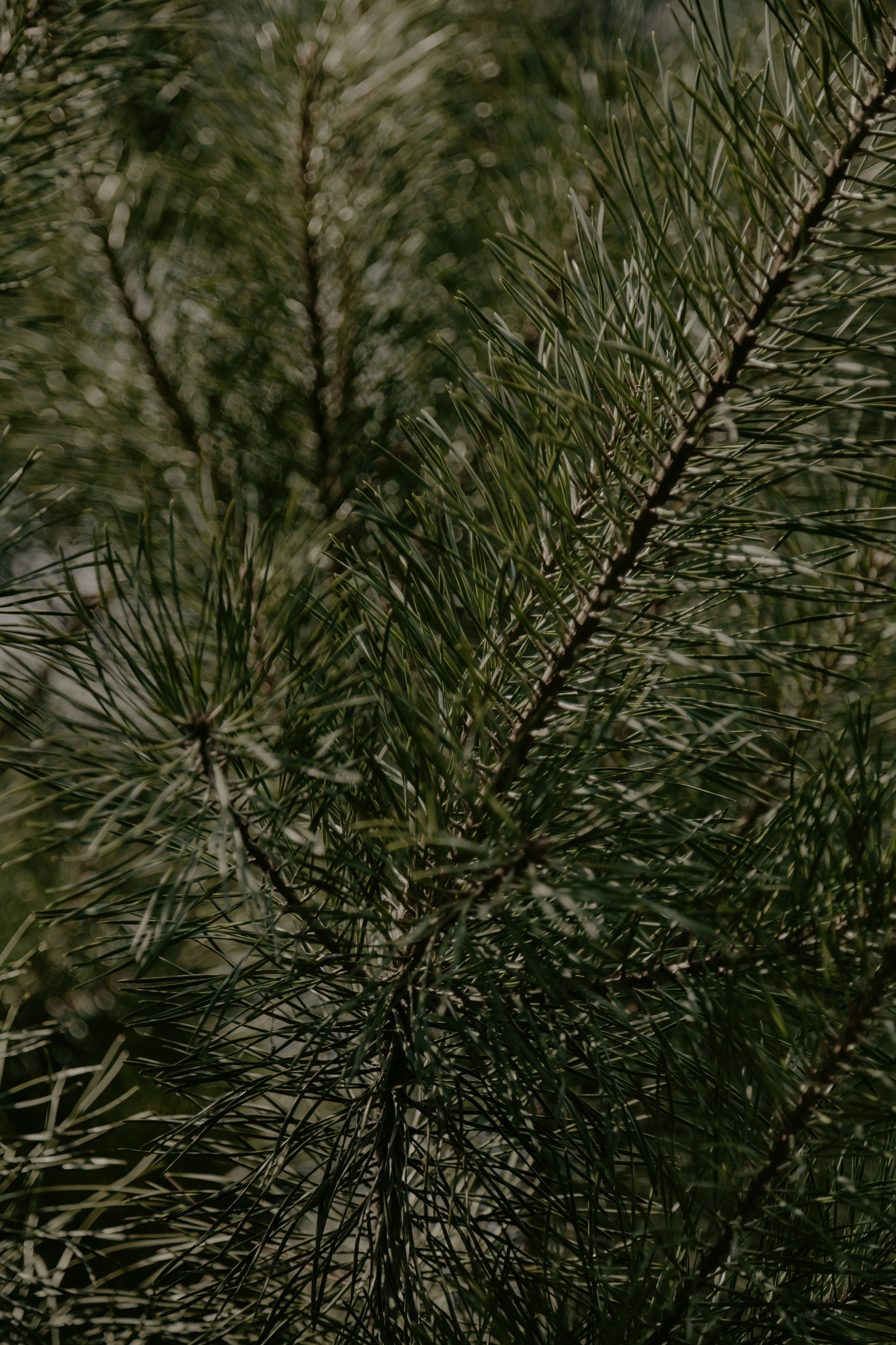 Photo by marjan_blan