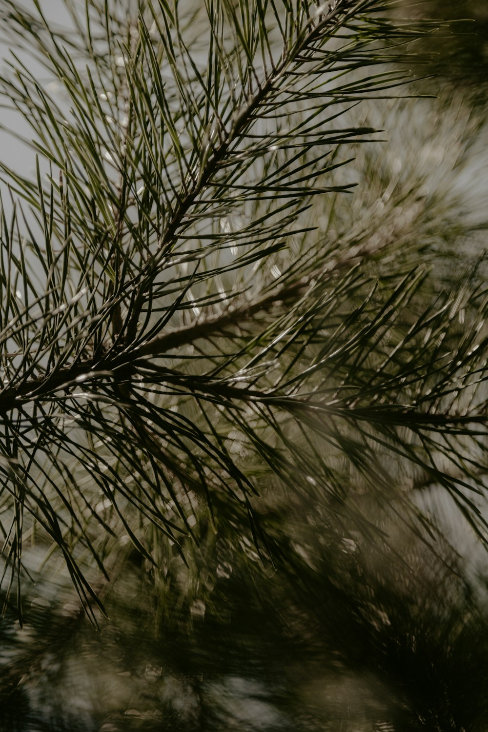 green-leafed plant