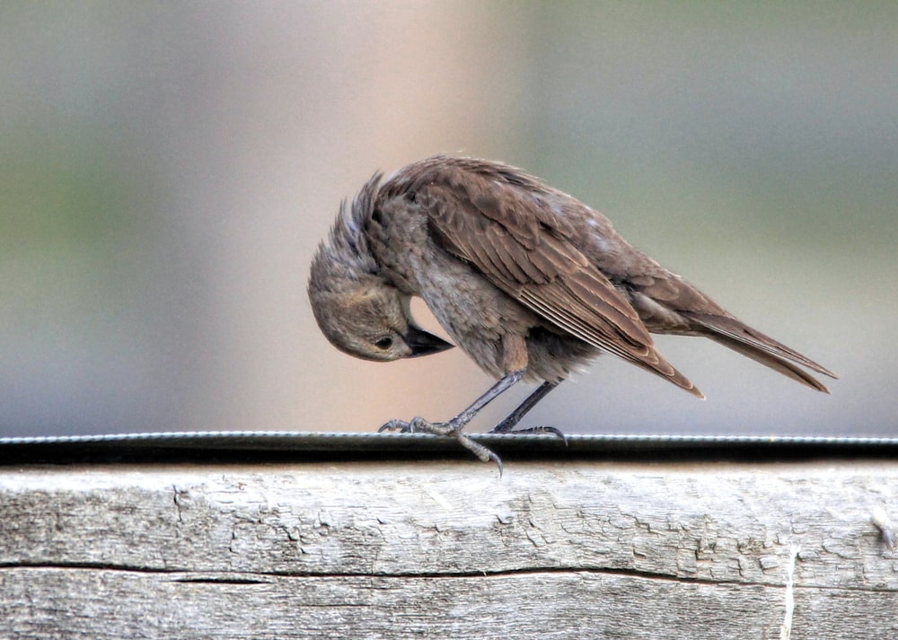 selective focus photography of brown bird