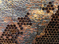 Hexagonal honeycomb filled with rich amber honey glistening under soft natural light.