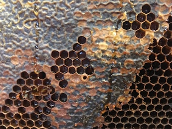 A close-up view of a honeycomb structure filled with dark amber honey. The hexagonal cells are neatly arranged, with some areas appearing slightly weathered or irregular. The honey has a glossy appearance, and a few cells have honey spilling out.