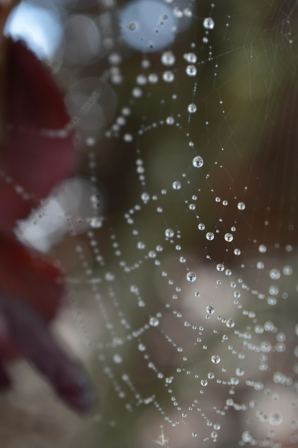 spider web with water dews on selective focus photography