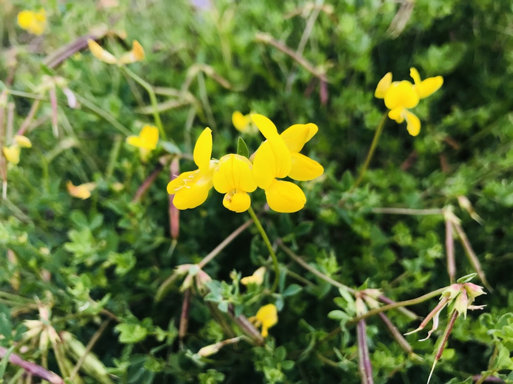 closeup photo of yellow petaled flowers